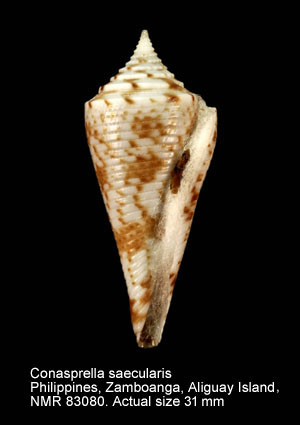 Conasprella saecularis (3).jpg - Conasprella saecularis(Melvill,1898)